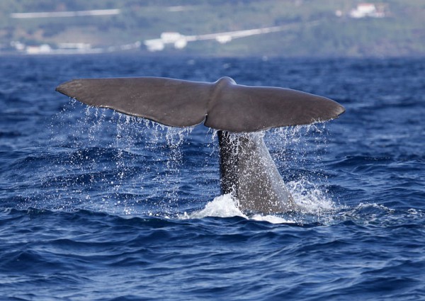 Walvis in de Azoren